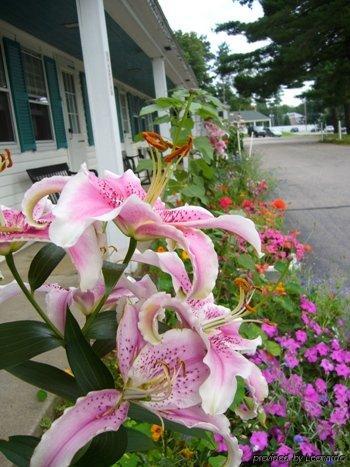 White Trellis Motel North Conway Esterno foto