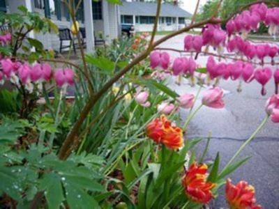 White Trellis Motel North Conway Esterno foto