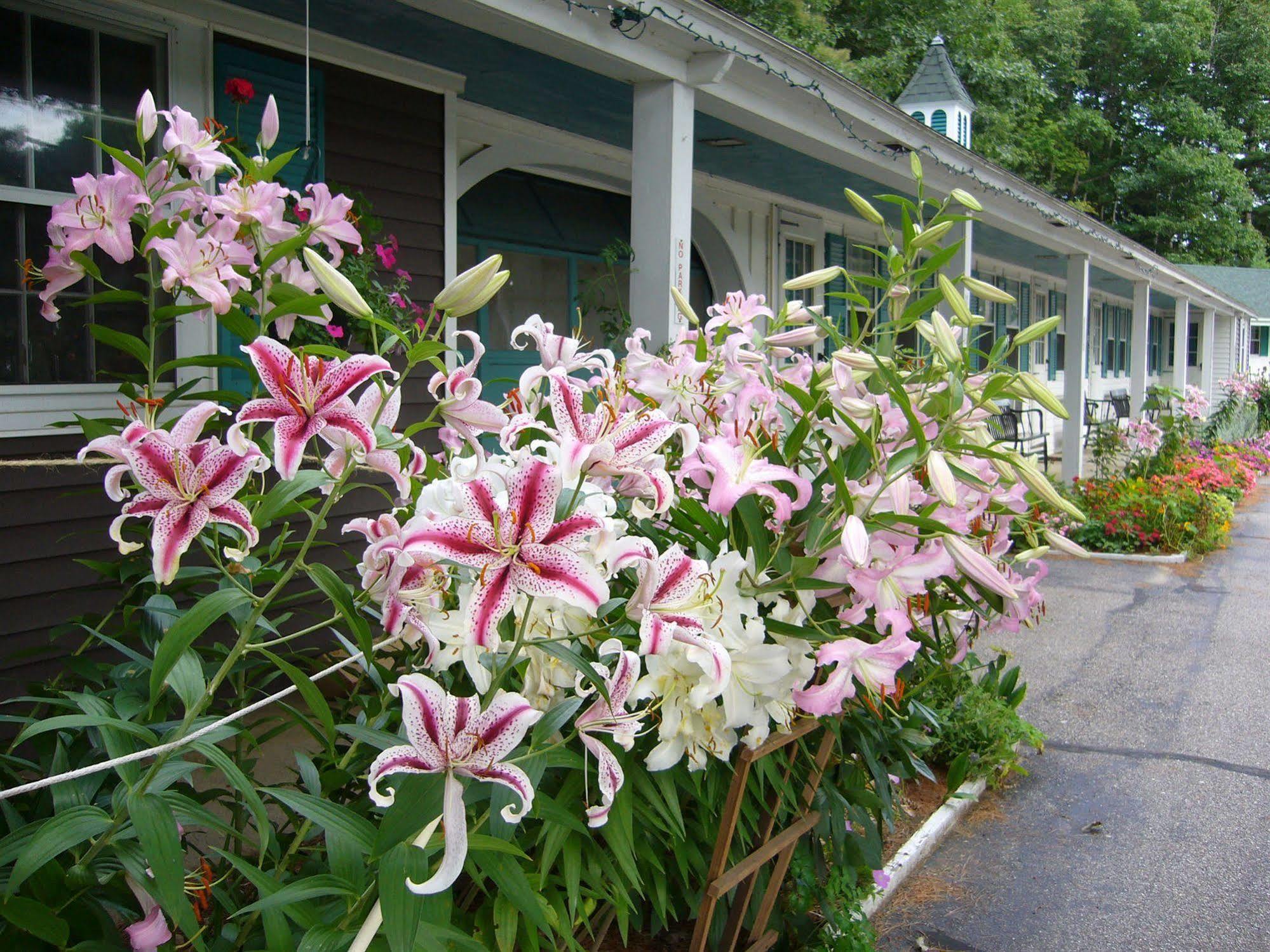 White Trellis Motel North Conway Esterno foto
